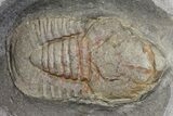 Two Pelagic Trilobite (Cyclopyge) Fossils - El El Kaid Rami, Morocco #165836-3